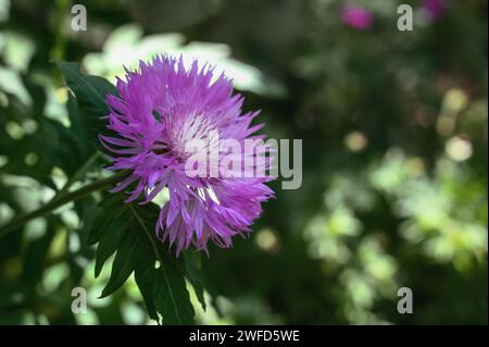 Centaurea dealbata weiß gemachte Kornblumen-Nahaufnahme auf grünem Hintergrund. Blüht im Frühling. Kopierbereich. Stockfoto