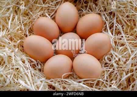 Hühnereierkorb auf der hey. Ein Haufen brauner Eier in einem Nest. Stockfoto