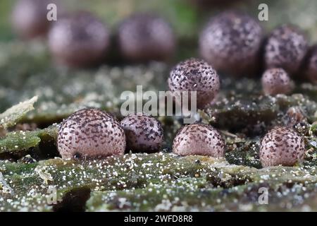 Lycogala roseosporum, eine Art von Wolfsmilch, Schleimschimmel aus Finnland Stockfoto