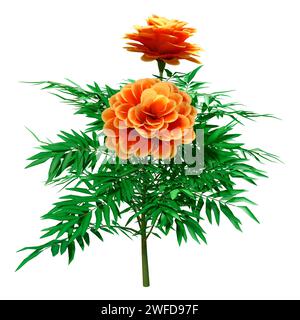 3D Rendering von Ringelblumen oder Tagetes Patula isoliert auf weißem Hintergrund Stockfoto