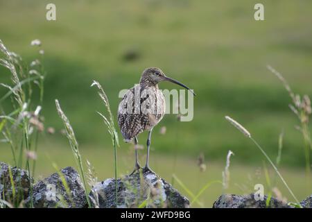 Eurasischer Brachvogel Numenius arquata, stehend auf einer Trockenmauer am Rande der Bergwiese, Juni. Stockfoto