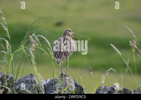 Eurasischer Brachvogel Numenius arquata, ruft, stehend auf einer Trockenmauer am Rande der Hochwiese, Juni. Stockfoto