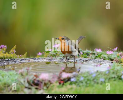 Europäischer robin Erithacus rubecula, stehend im Garten Vogelbad, September. Stockfoto