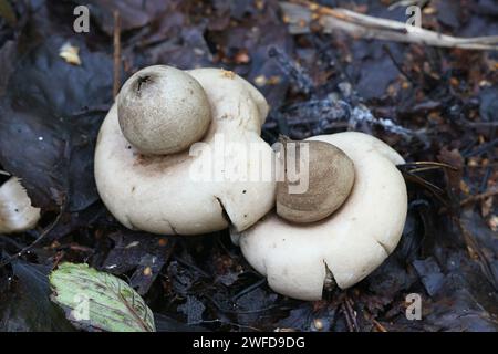 Geastrum fimbriatum, bekannt als die Fransen earthstar oder der Sessile earthstar, wilde Pilze aus Finnland Stockfoto