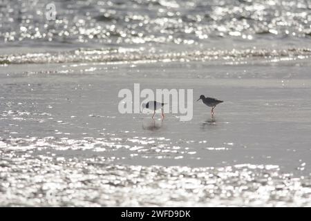 Rotschnecke Tringa totanus, zwei Vögel, die am Meer auf der Suche sind, mit einer stark hinterleuchteten Flut im Oktober. Stockfoto