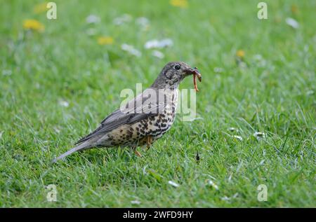 Misteldrossel Turdus viscivorus, mit Würmern, die Jungtiere füttern, May. Stockfoto