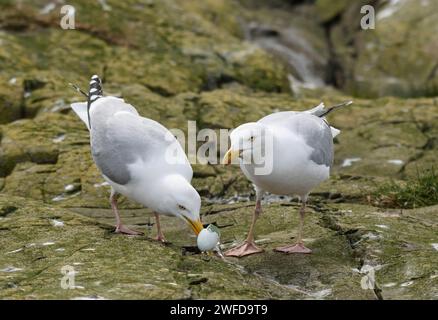 Heringsmöwe Larus argentatus, zwei Vögel, die sich von Shags-Ei ernähren, die aus dem Nest gestohlen wurden, in Seevögelkolonie, Mai. Stockfoto