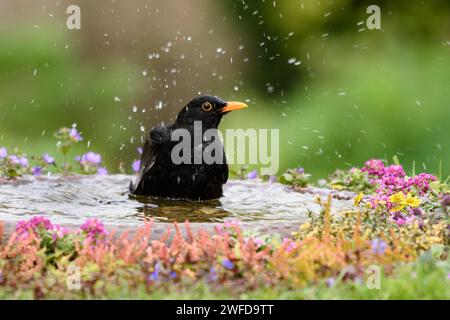 Eurasische Amsel Turdus merula, männlich, Baden im Garten Vogelbad mit blühenden Pflanzen, Mai. Stockfoto