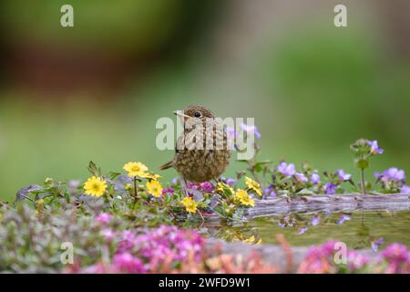 Europäischer robin Erithacus rubecula, Jungtier in Blumen am Rand des Gartenvogelbades, Mai. Stockfoto