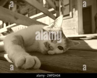 Katze, die faul auf dem Boden liegt. Stockfoto