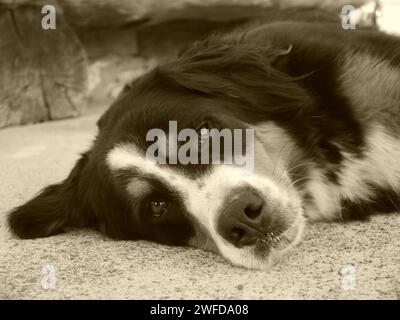 Berner Gebirgshund liegt faul auf dem Boden. Stockfoto