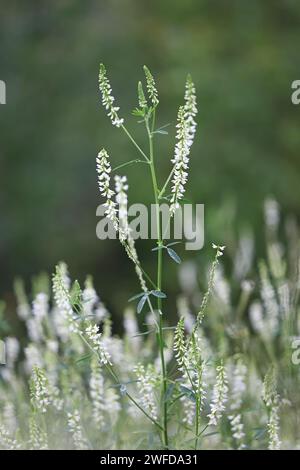 Weißer Melilot, Melilotus albus, auch bekannt als Honigklee oder Weißer Süßklee, wilde Blütenpflanze aus Finnland Stockfoto