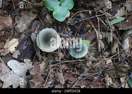 Lepiota grangei, bekannt als der Grüne Dapperling, Wildpilz aus Finnland Stockfoto