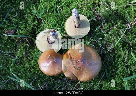 Suillus luteus, bekannt als rutschiger Jack oder klebriger Brötchen, essbarer Boletenpilz aus Finnland Stockfoto