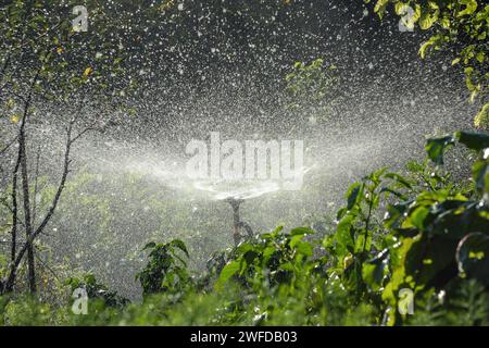 Garten Bewässerungssystem Rasen. Automatischer Rasensprenger zur Bewässerung von grünem Gras. Selektiver Fokus. Stockfoto