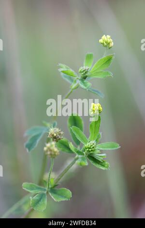 Black Medick, Medicago lupulina, auch bekannt als Black Hey, Black Meddick oder Hop Klee, Wildpflanze aus Finnland Stockfoto