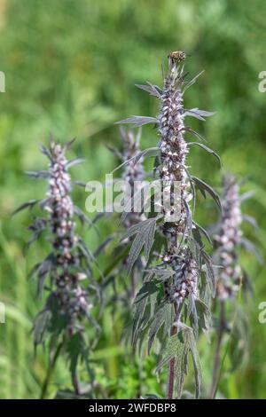 Leonurus cardiaca, auch bekannt als Mutterkraut. Andere gebräuchliche Namen sind Wurfmaische, Löwenohr und Löwenschwanz. Heilpflanze. Wächst in der Natur. Stockfoto