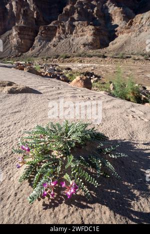 Milkvetch wächst an einem Strand im Cataract Canyon, Utah. Stockfoto