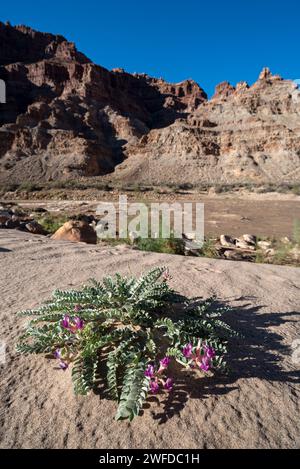 Milkvetch wächst an einem Strand im Cataract Canyon, Utah. Stockfoto