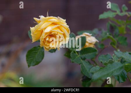 Frostbedeckte gelbe Rosenknospe im Garten. Stockfoto