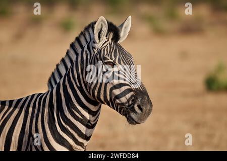 Porträt eines Flachzebras oder Burchell's Zebras (Equus quagga burchellii), Etosha Nationalpark, Namibia, Afrika Stockfoto