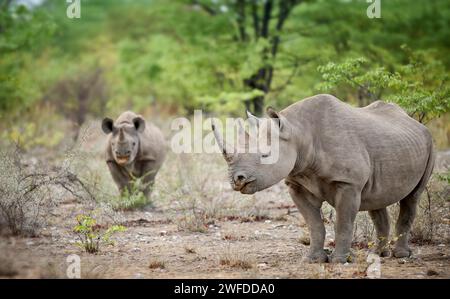 Schwarzes Nashorn (Diceros bicornis) Mutter Schmied Youngster, Etosha Nationalpark, Namibia, Afrika Stockfoto