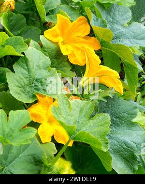 Blühender Kürbis. Gelbe Kürbisblüten im Gemüsegarten. Stockfoto