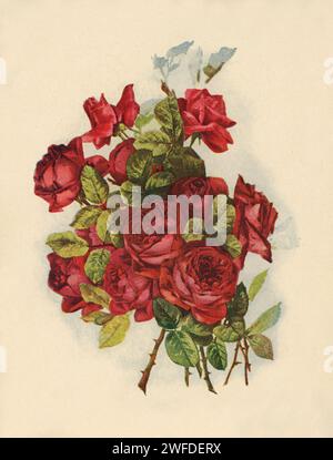 Vintage Red Rose Bouquet – Viktorianische Botanische Illustration Lithographie – Chromolithographie Botanische Platte Stockfoto