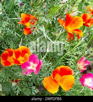 Der kalifornische Mohn (Eschscholzia californica) blüht auf einem Gartenblumenbeet. Stockfoto