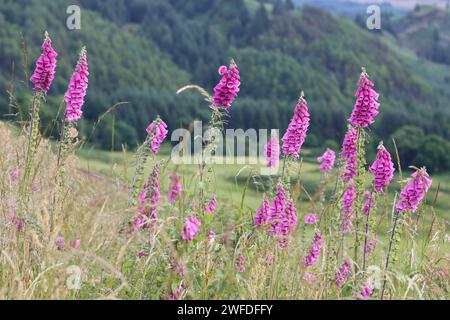 Rosafarbene Fuchshandschuhe auf einer Landwiese Stockfoto