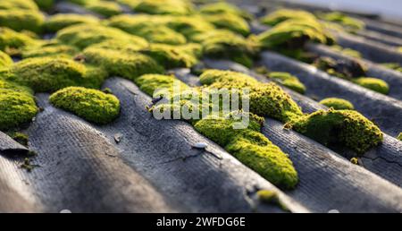 Altes Schieferdach mit Moos bedeckt. Sonnenlicht. Stockfoto