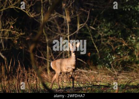 Hirsche isoliert im Wald Stockfoto