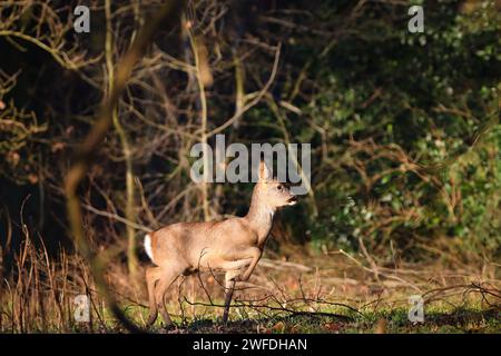 Hirsche isoliert im Wald Stockfoto