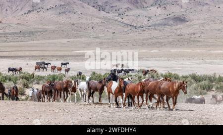 Die Wildpferdeherde des Onaqui Mountain hat eine leichte bis mittelschwere Struktur und ist in Farben wie Sauerampfer, roan, Buchleder, Schwarz, Palomino, und grau. Stockfoto