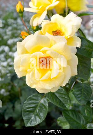 Blume Rose im Garten, Sommer. Rosenstrauch mit blühenden gelben Rosen Stockfoto