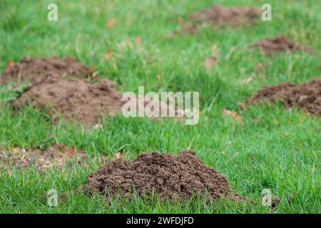 Molehill Talpa europaea, Erdhügel zeigen Anzeichen von Tunnelbau Maulwurf kleine Säugetiere große vordere Klauen kleine Augen gruben Boden aus dem Tunnel darunter Stockfoto