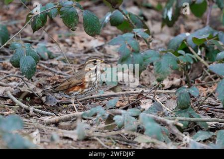 Rotflügel Turdus iliacus, kleine Soor grau braun Oberteile weißer Streifen über Auge dunkel gefleckte helle Unterteile Rostrot bündig an Flanken und Unterflügeln Stockfoto