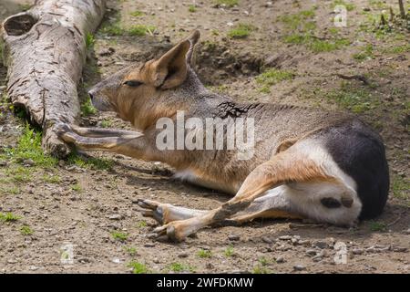 Dolichotis patagonum - Patagonische Mara in Gefangenschaft in einem Tierheim im Sommer. Stockfoto