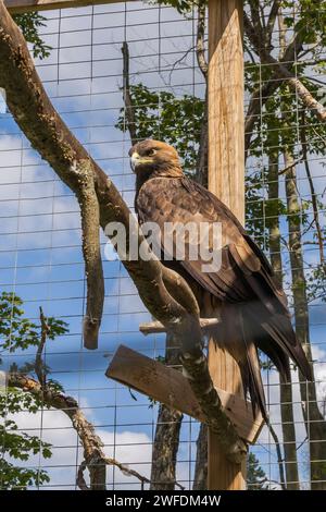 Aquila chrysaetos – Goldener Adler in Drahtgeflecht in Gefangenschaft in einem Tierheim im Sommer. Stockfoto