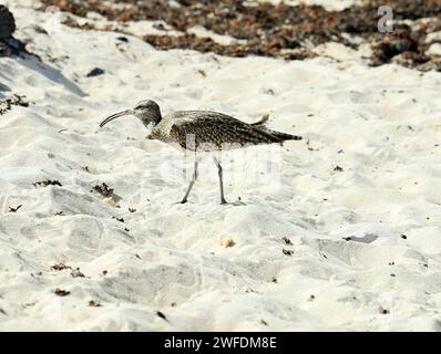 Curlew Numenius arquata, Strand, El Cotillo, Fuerteventura, Kanarische Inseln, Spanien. Stockfoto