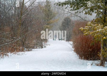 Ein Mann läuft mit zwei schwarzen Labradoren in starkem Schnee Stockfoto