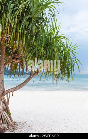 Die tropische Pflanze von Pandanus tectorius wächst am Strand mit blauem Himmel Stockfoto