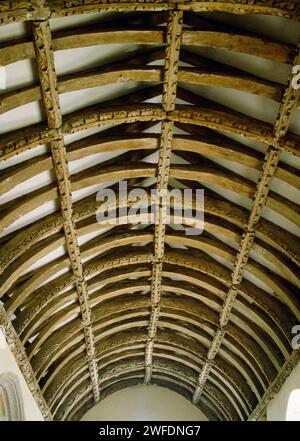 Das Dach aus Eichenholz (C15th) im Südschiff der St Winwaloe's Church, Gunwalloe, Cornwall, England, Großbritannien. Stockfoto