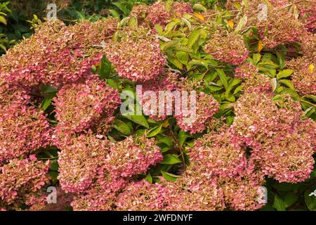 Rosafarbene Hortensie paniculata Blumenköpfe, die im Herbst braun werden. Stockfoto