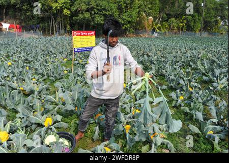 30. Januar 2024 Sylhet, Bangladesch: Der junge Landwirt MITHUN DEY arbeitet auf seinen bunten Blumenkohlfeldern. Er kultivierte insgesamt 6-farbigen Blumenkohl zusammen mit Valentina und Corotina Hybrid 2 Sorten, die anti-diabetische und Anti-Krebs-Eigenschaften haben, auch im Geschmack unterschiedlich. Am 30. Januar 2024 Sylhet, Bangladesch (Credit Image: © MD Rafayat Haque Khan/eyepix via ZUMA Press Wire) NUR REDAKTIONELLE VERWENDUNG! Nicht für kommerzielle ZWECKE! Stockfoto