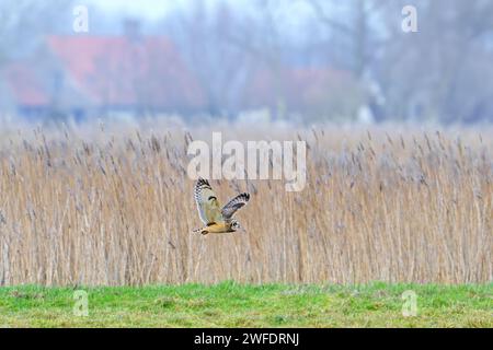 Kurzohrige (Asio flammeus), die an einem nebeligen Abend im Winter an einem Schilfbeet vor dem Bauernhof vorbeifliegt, Uitkerkse Polder, Westflandern, Belgien Stockfoto