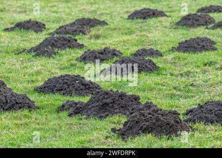 Maulwurfhügel/Maulwurfhügel im Feld/Weide, verdrängte Böden, die durch den europäischen Maulwurf (Talpa europaea) beim Graben von Tunneln aufgezogen werden Stockfoto