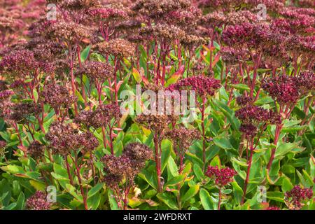 Sedum Spectabile 'Brilliant' - Everlasting Stronecrop im Herbst. Stockfoto