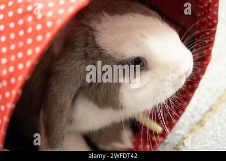 Mini-Lop-Kaninchen genießen Spielzeit mit Tunneln draußen Stockfoto