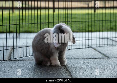 Porträt eines blau geteilten Mini Lop Kaninchens, das die Natur genießt Stockfoto